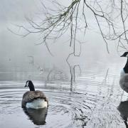 Geese enjoying a dip at a foggy Leasowes park in Halesowen this morning