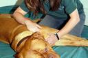 Easing stress: Natalie Lenton, of Canine Massage Therapy.