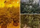 Police discovered two cannabis farms in Oldbury.
