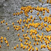 Charity duck race set to make a splash at The Waterfront