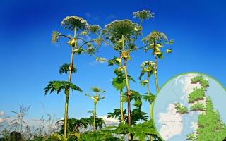 Dangerous toxic plant which can cause blindness spotted near Cradley Heath (WhatShed and Pixabay)