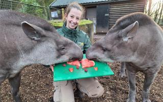 Dudley Zoo and Castle trainee keeper Melissa Pilmore with Brazilian tapirs, Chico and Meena