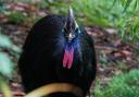 Zeus, the Southern Cassowary, at Dudley Zoo and Castle