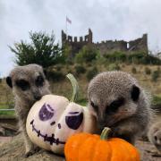 The zoo's meerkats enjoy pumpkin playtime