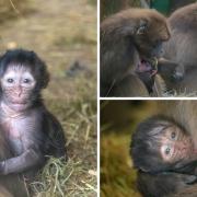 Kaleb and Zala are Dudley Zoo's newest arrivals. Images/ Lauren Bilboe.