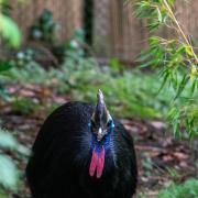 Zeus, the Southern Cassowary, at Dudley Zoo and Castle