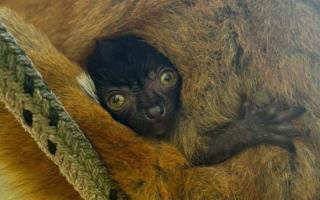 Dudley Zoo and Castle's new baby lemur
