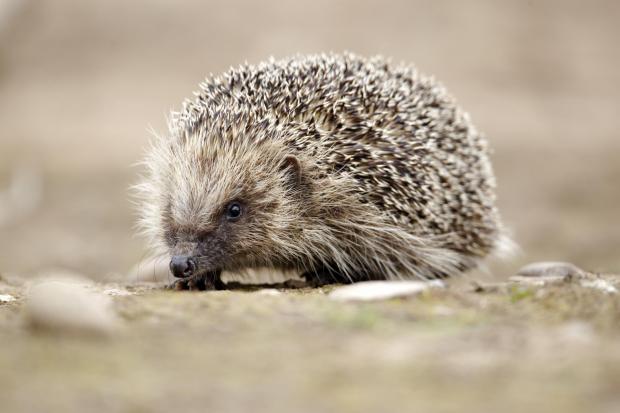 Amazingly nearly a third of people in the survey had never seen a hedgehog. Picture: MikeLane45/ Getty Images