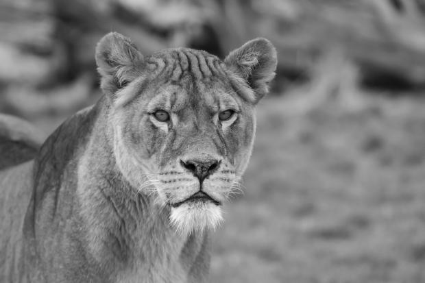 Lioness Kayli has passed away at the age of 16. Photo from WMSP/Facebook