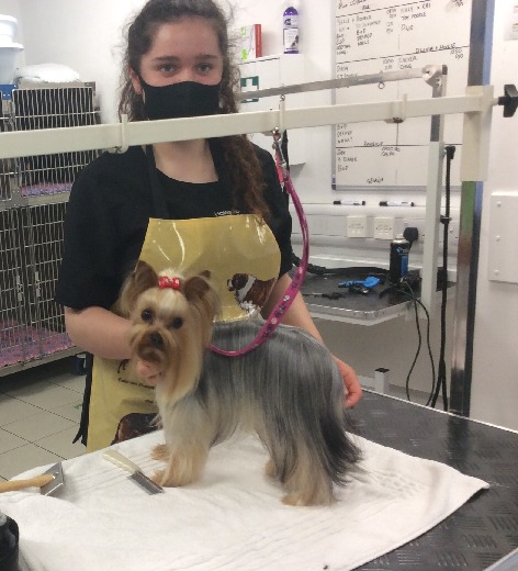Yorkshire Terrier Joey being groomed by student Georgia Hemming