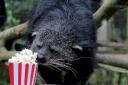 Four-year-old bearcat Ellie has been tucking into her favourite snack ahead of Dudley Zoo and Castle's open-air cinema nigh
