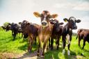 Walkers and farmers urged to beware the risk of cattle attacks