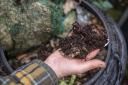 Green-fingered residents invited to join virtual composting session