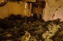 The cannabis grow with plants worth £200k