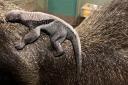 Baby anteater at Dudley Zoo and Castle