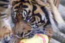 Male Sumatran tiger, Joao, enjoying some Easter-themed enrichment