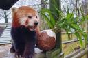Dudley Zoo's red panda checks out the Christmas pudding style festive enrichment on offer
