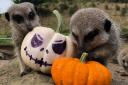 The zoo's meerkats enjoy pumpkin playtime