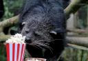 Four-year-old bearcat Ellie has been tucking into her favourite snack ahead of Dudley Zoo and Castle's open-air cinema nigh