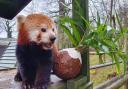 Dudley Zoo's red panda checks out the Christmas pudding style festive enrichment on offer