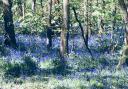 The Saltwells National Nature Reserve’s bluebells