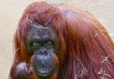 Orangutan Jazz with her newborn baby. Pic - DZC