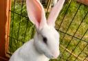 Coley the rabbit, who is looking for a new home, will be at the fun day.