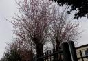Blossom on tree in Netherton