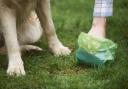 Dog walkers who go out without poo bags could be fined