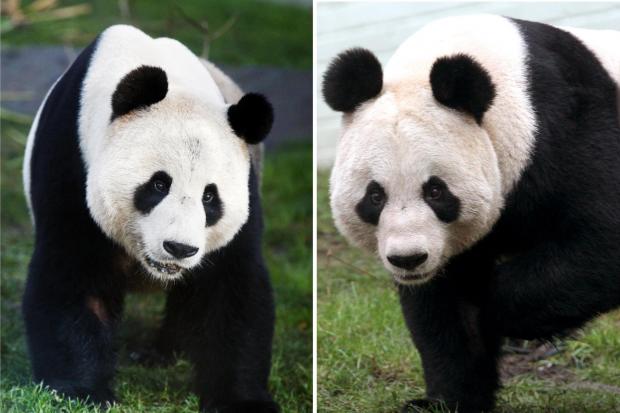 Mating season for pandas