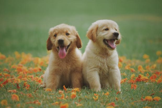 Halesowen News: Two Labrador puppies in a meadow. Credit: Canva