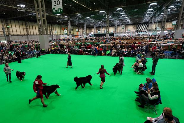 Halesowen News: Owners show their bernese mountain dogs during competition on the first day of the Crufts Dog Show (PA)