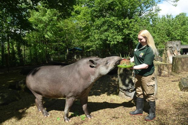 Halesowen News: Brazilian tapir Chico enjoys some animal friendly birthday cake – served by senior keeper Laura Robbins. Pic – Dudley Zoo and Castle
