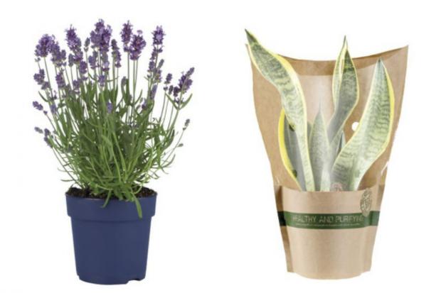 Halesowen News: (Left) English Lavender and (right) Air Purifying Plant (Lidl/Canva)