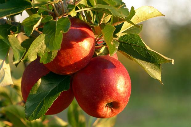 Halesowen News: Apples on a tree. Credit; Canva