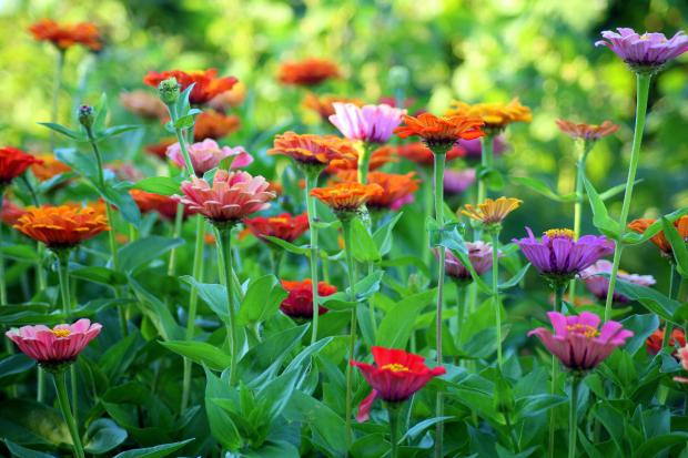 Halesowen News: Colourful flowers in a garden. Credit: Canva
