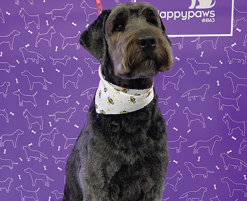 Woody looking good after trip to Halesowen College dog grooming class - Vimarsana News