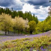 Bluebells on the Clent Hills - by News Group Camera Club member Alan Lines