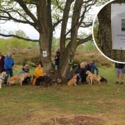 Woman holds community dog walk to raise awareness for autoimmune disease