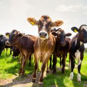 Walkers and farmers urged to beware the risk of cattle attacks