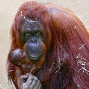 Orangutan Jazz with her newborn baby. Pic - DZC
