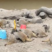 Dudley Zoo’s meerkats have fun in the sun