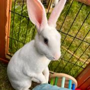 Coley the rabbit, who is looking for a new home, will be at the fun day.