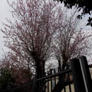 Blossom on tree in Netherton