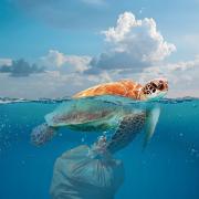Image of turtle being dragged down by a plastic bag