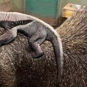 Baby anteater at Dudley Zoo and Castle