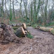 The fallen trees after Storm Isha