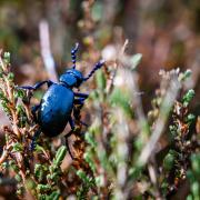 Black Oil Beetle at Kinver Edge