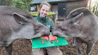 Dudley Zoo and Castle trainee keeper Melissa Pilmore with Brazilian tapirs, Chico and Meena