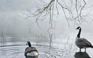 Geese enjoying a dip at a foggy Leasowes park in Halesowen this morning